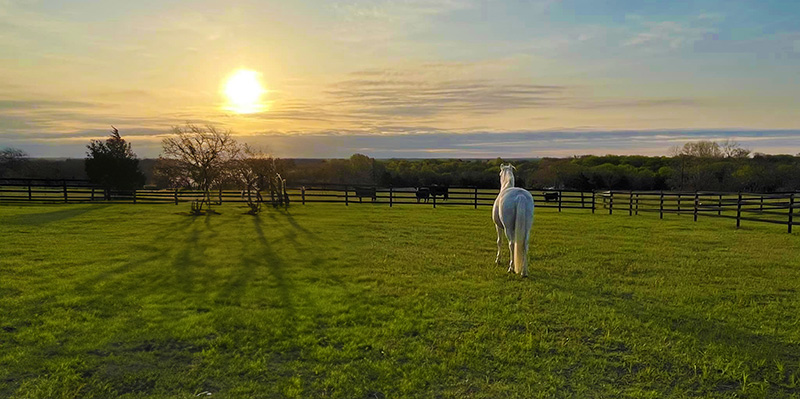 pasture horse